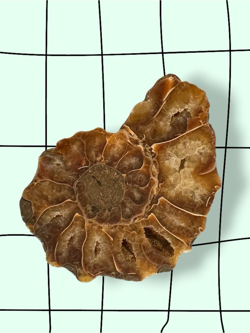 Ammonite Fossil Bottle Stop
